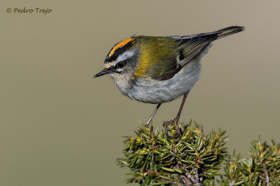 Reyezuelo listado ( Regulus ignicapilla)